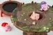 Настільна гра Хрюшки &ndash; попригушки / Pigs on Trampolines fun007 фото 4